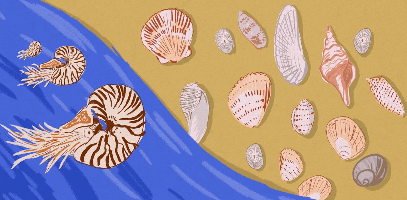 Curious Kids: how do shells get made?