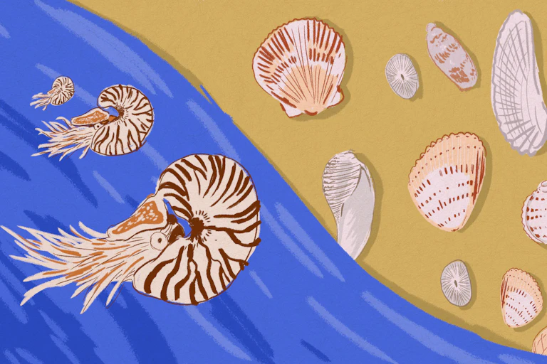 Shell Structure Kids Curious Kids: how do shells get made?