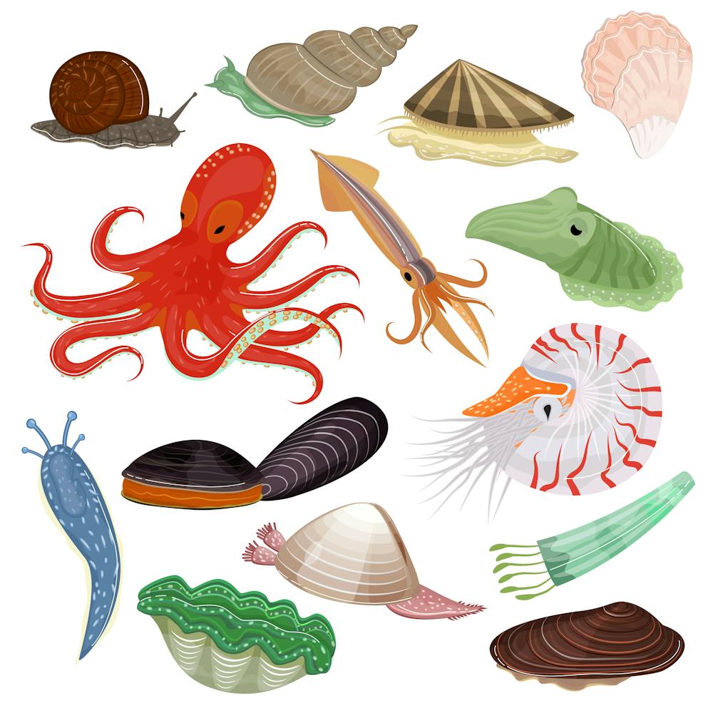 File:Small sea shell.jpg - Wikimedia Commons, Small Shells