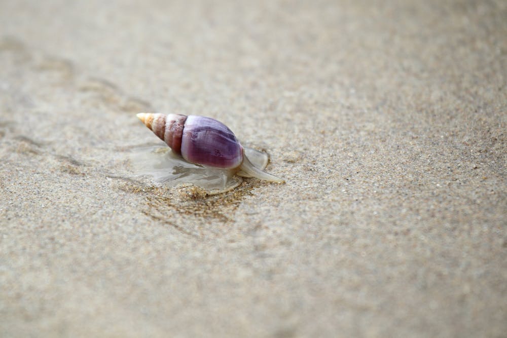 Sea Shells Proven To Improve Your Life ::  :: Buy
