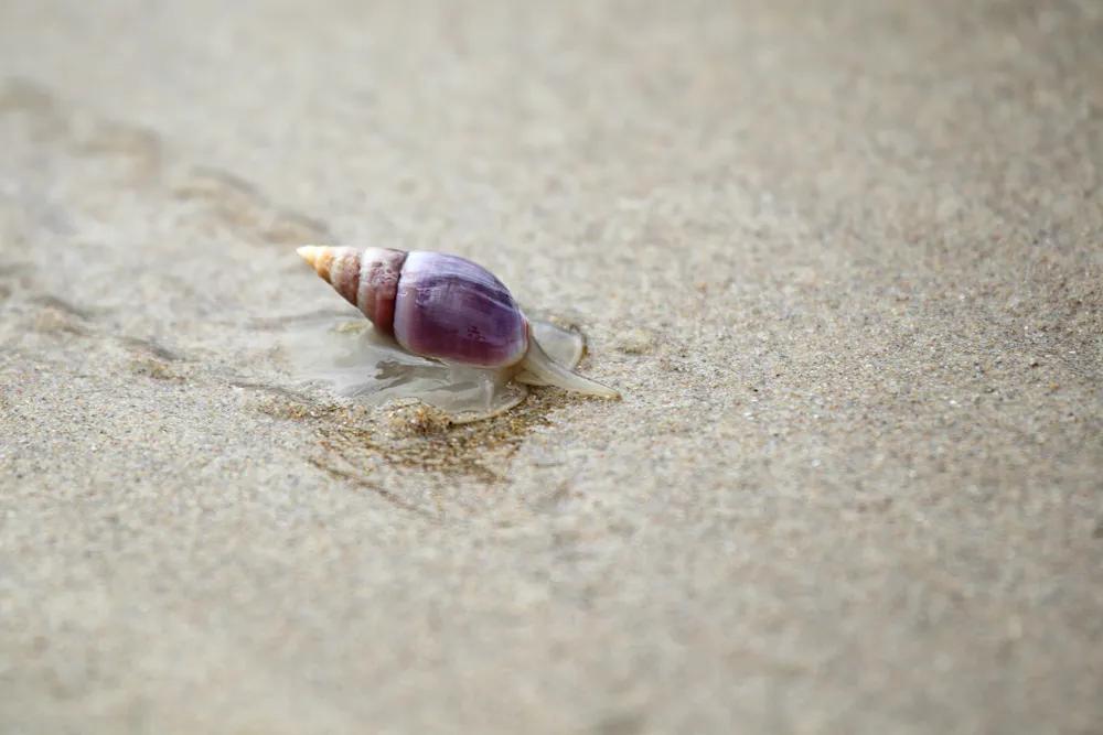 Curious Kids: how do shells get made?