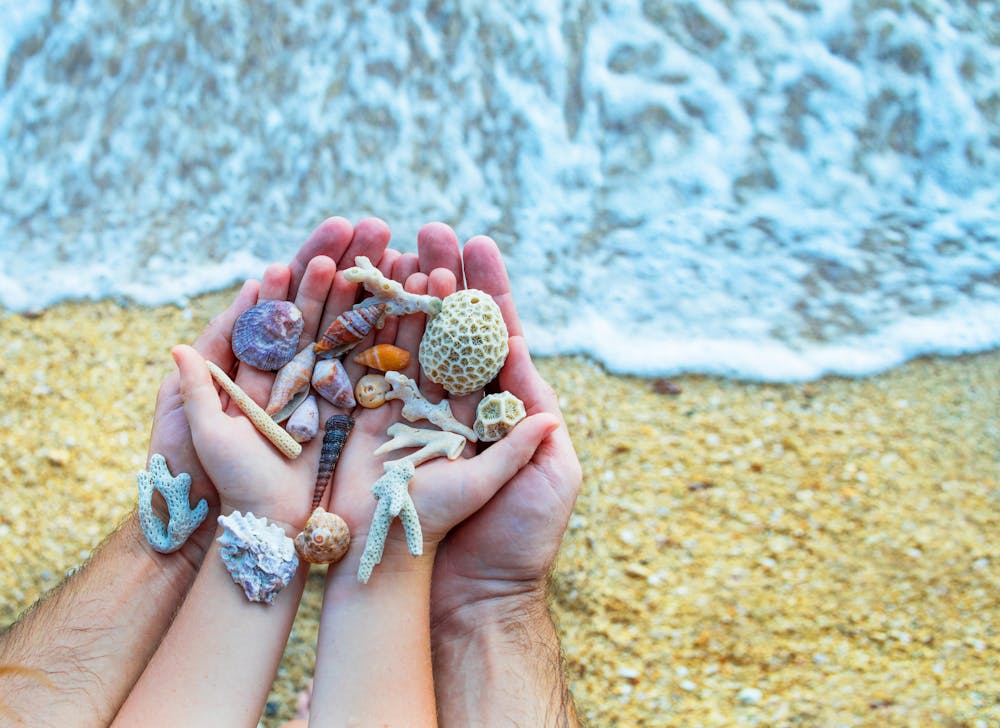 Curious Kids: how do shells get made?