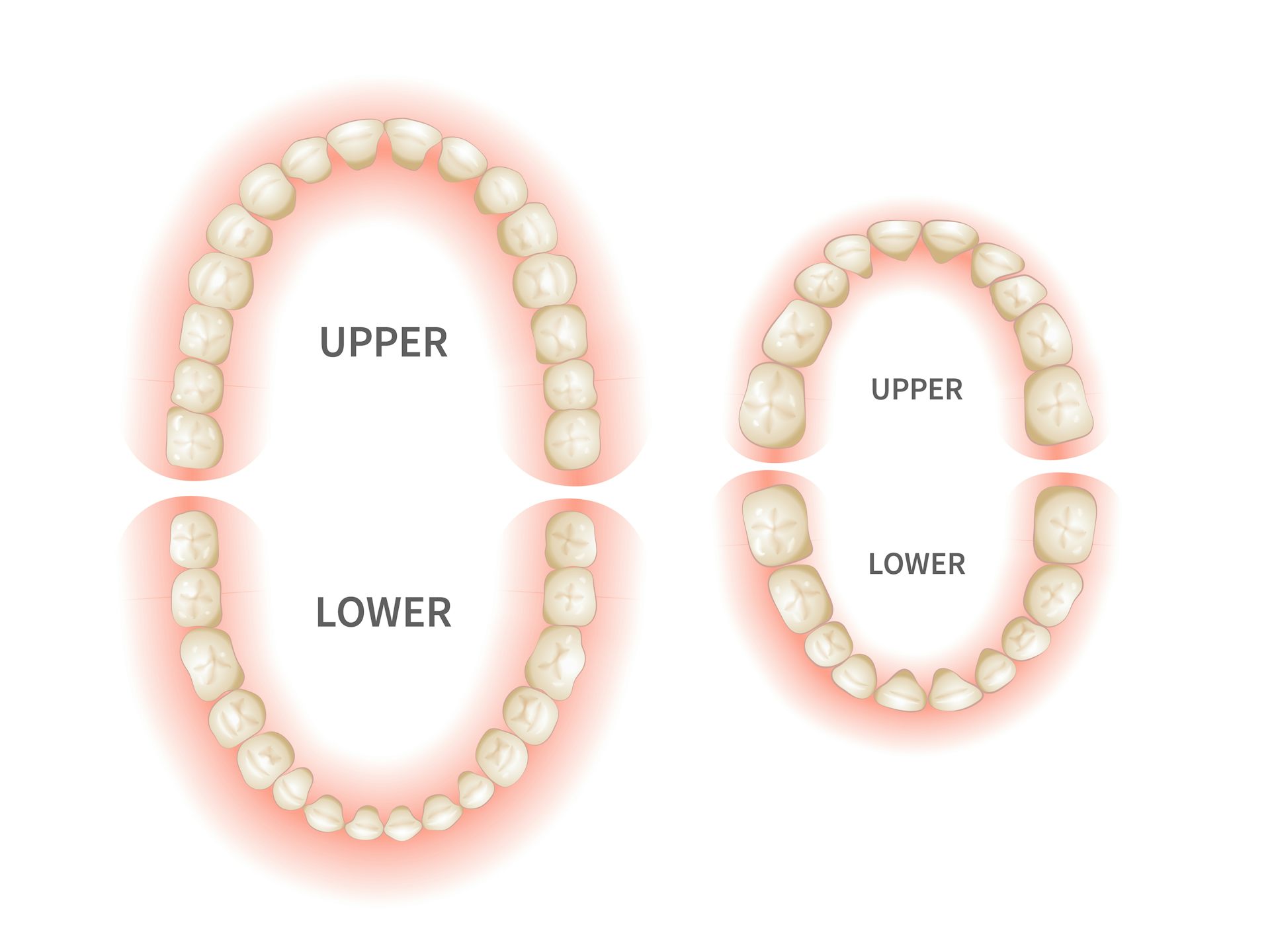 Curious Kids why do we lose our baby teeth