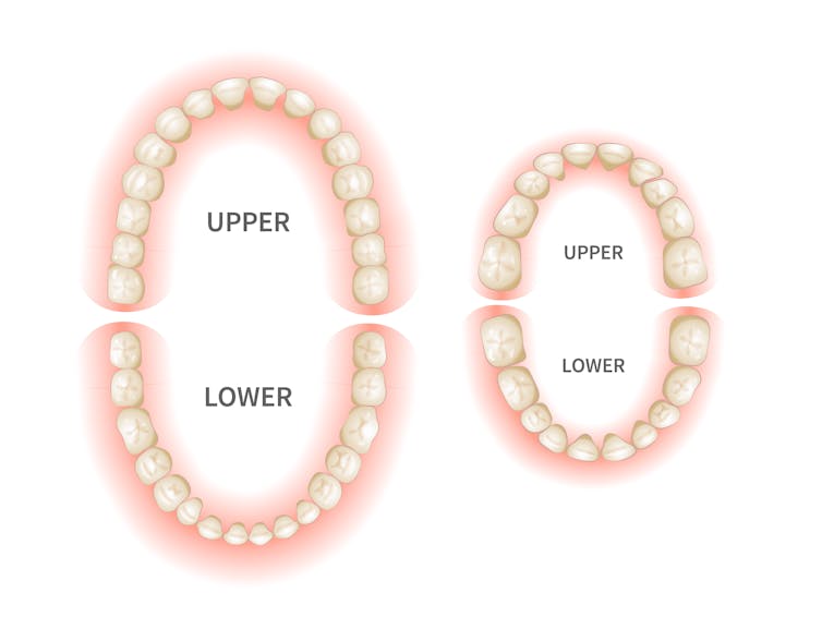 why do we lose our baby teeth?