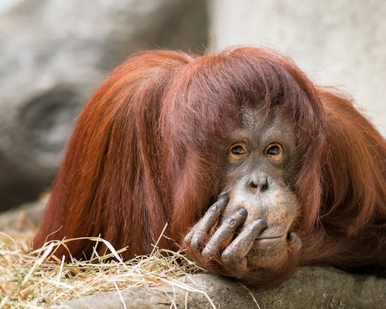 Curious Kids: why do we have fingernails and toenails?