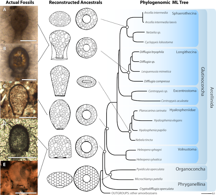 'Micro snails' we scraped from sidewalk cracks help unlock details of ancient earth's biological evolution