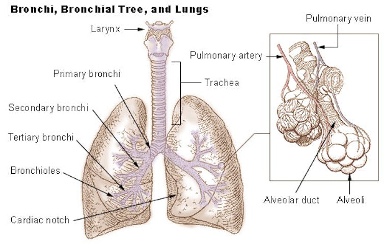 mesothelioma small cell lung cancer
