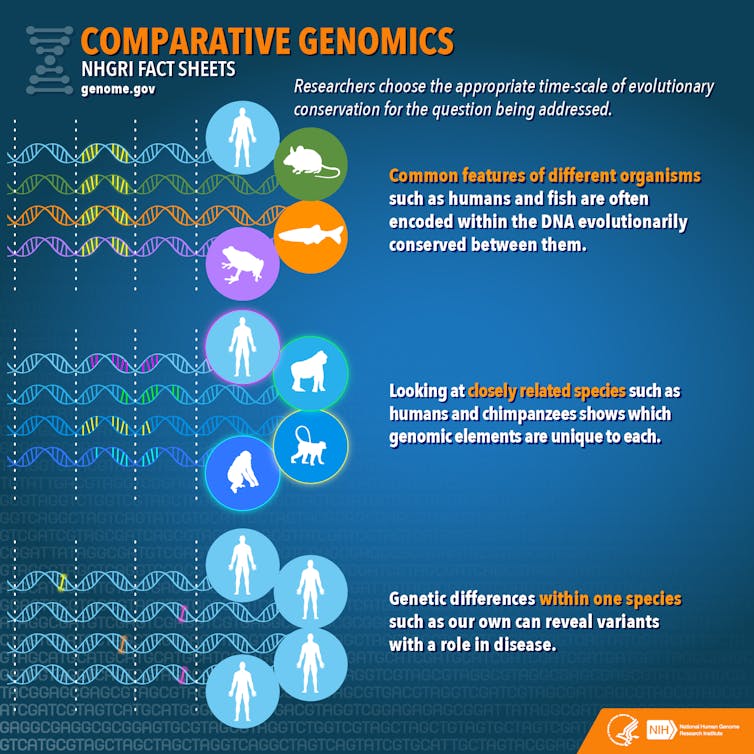 Sequencing the white shark genome is cool, but for bigger insights we need libraries of genetic data