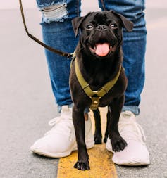 Australians love their pets, so why don't more public places welcome them?