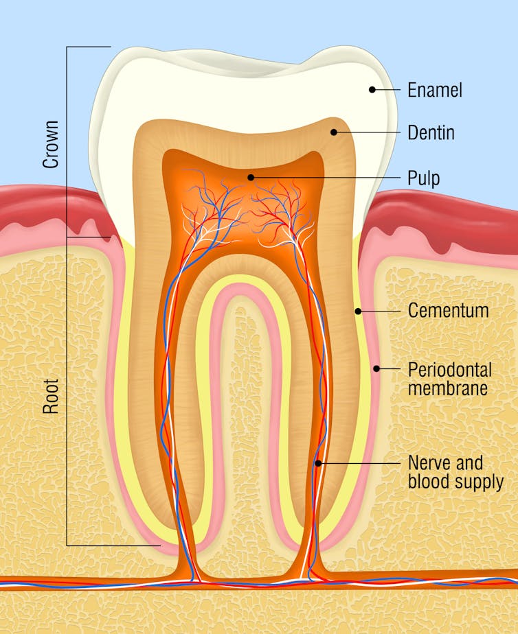 Curious Kids: why do we lose our baby teeth?