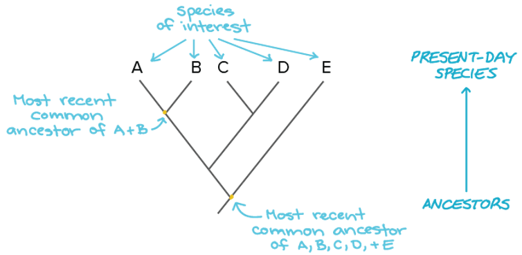 Sequencing the white shark genome is cool, but for bigger insights we need libraries of genetic data