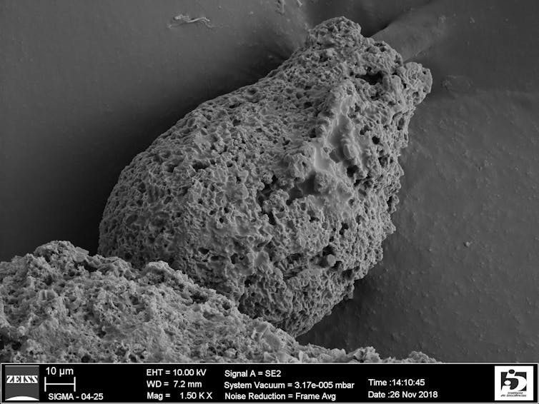 'Micro snails' we scraped from sidewalk cracks help unlock details of ancient earth's biological evolution