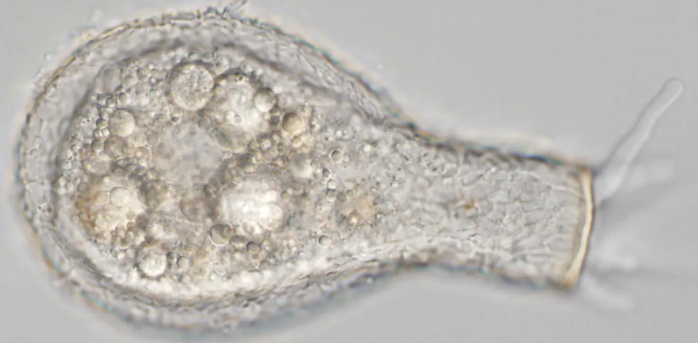 ‘Micro snails’ we scraped from sidewalk cracks help unlock details of ...