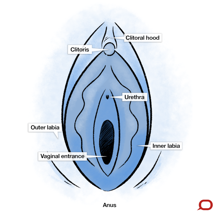 754px x 741px - What do normal labia look like? Sometimes doctors are the wrong ...