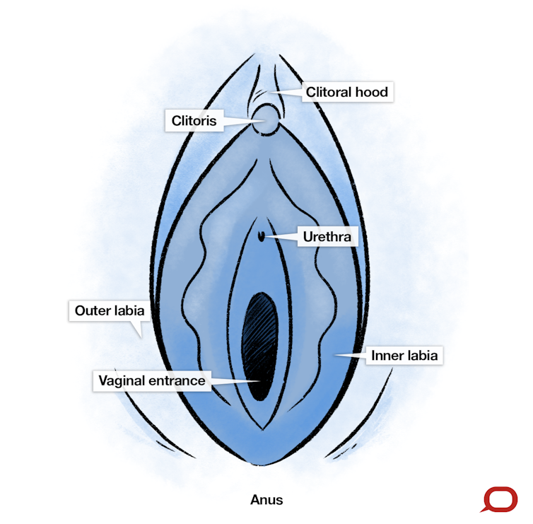 What do normal labia look like? Sometimes doctors are the wrong people to ask