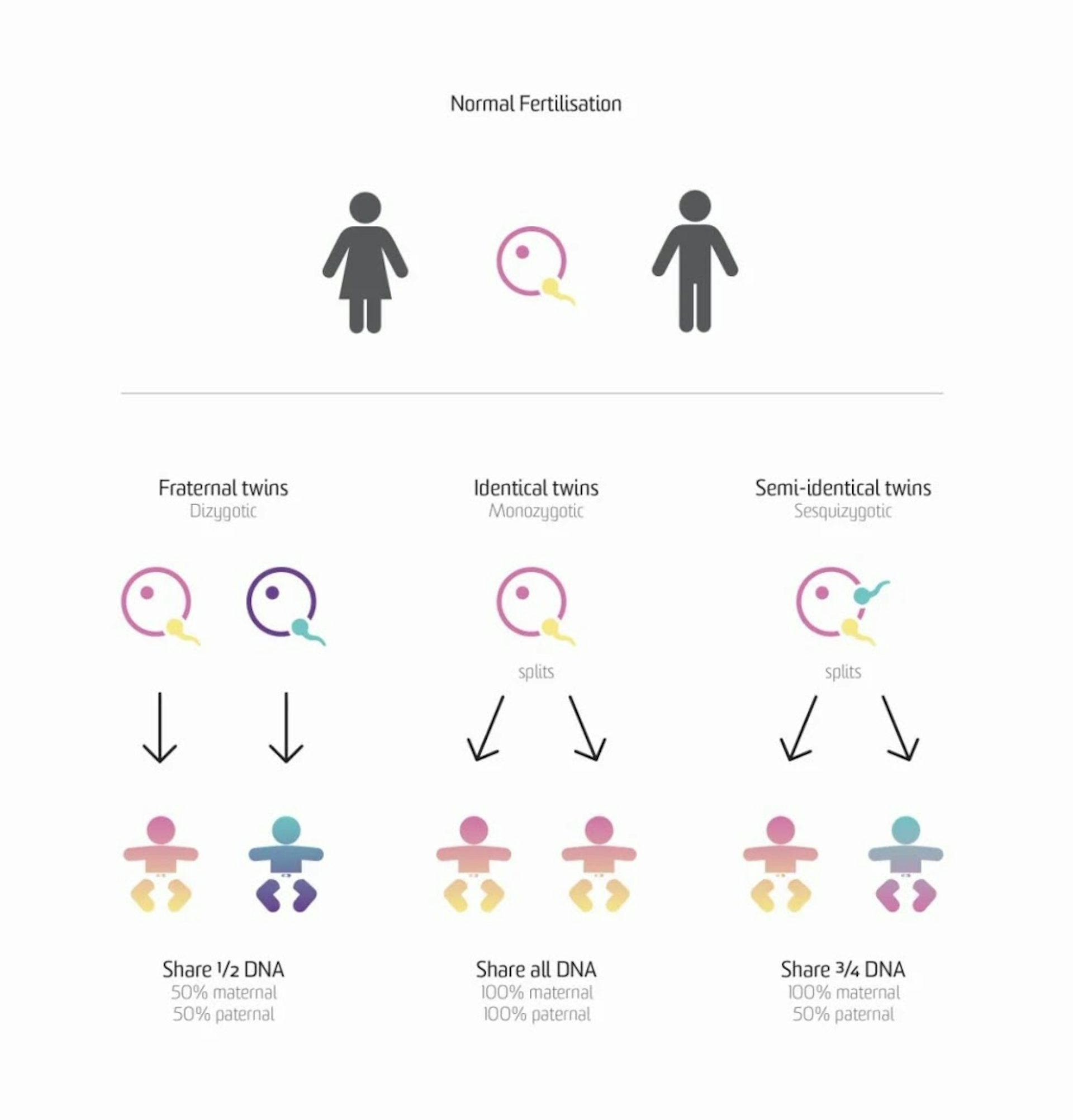 Types Of Twins Chart