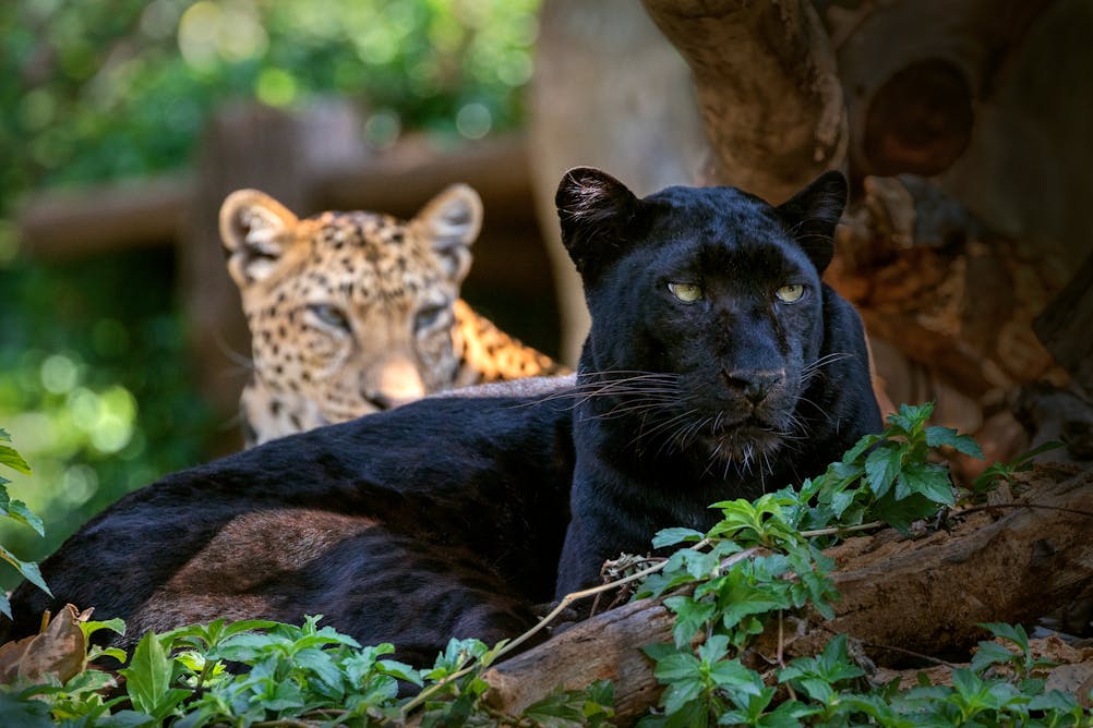 Rare Black Leopard Spotted in Indian Wildlife Park