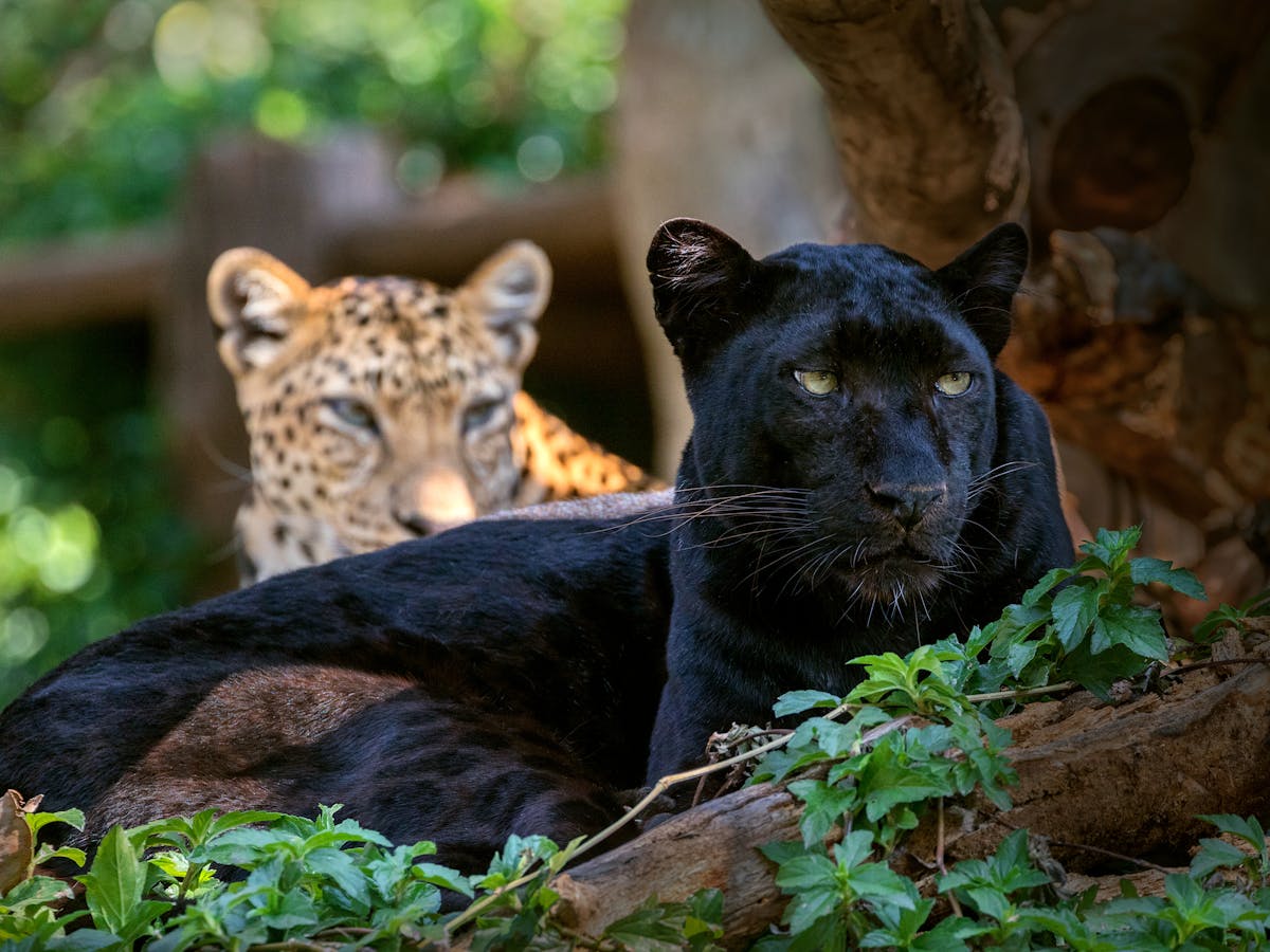 The why, what and where of the world's black leopards