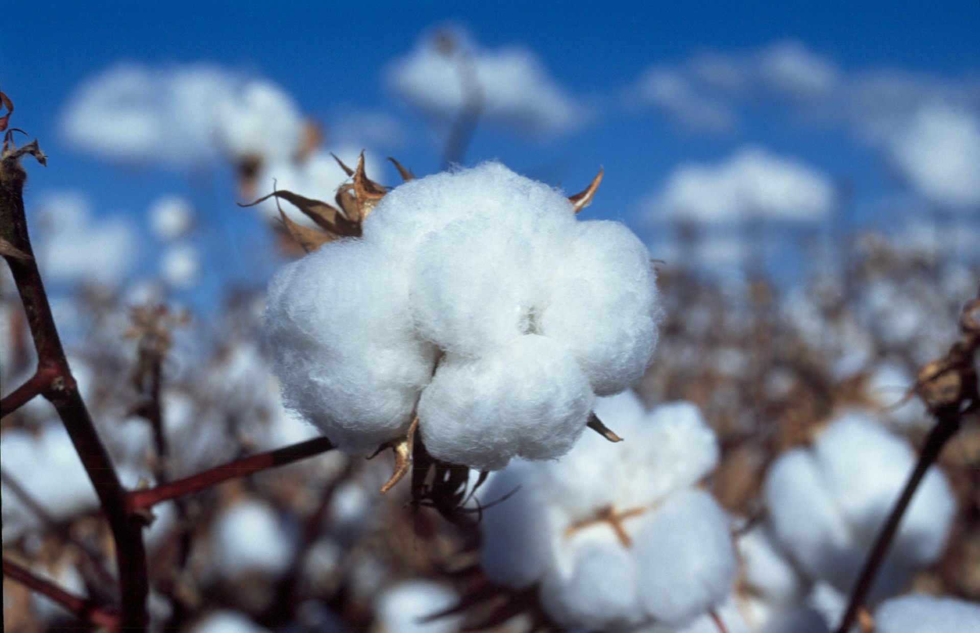 Worm turns for cotton pest as Australia breeds in resistance