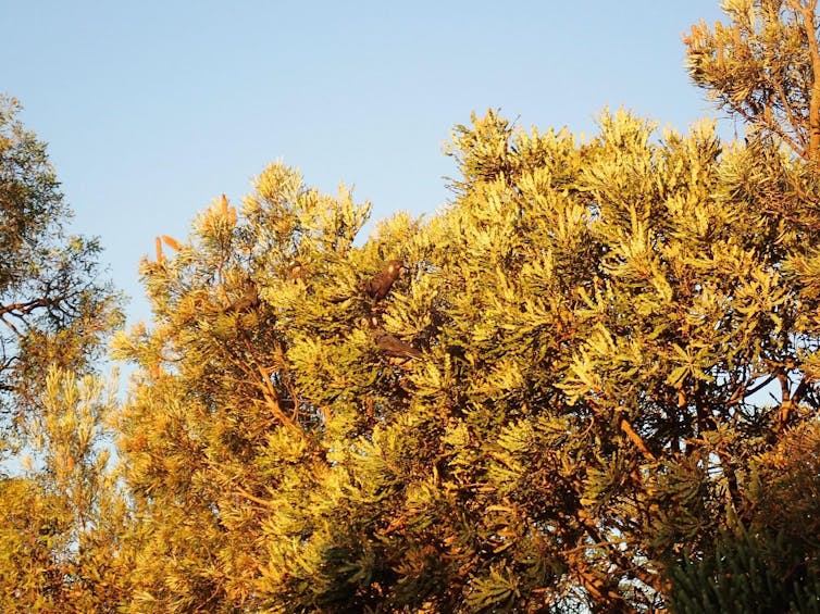 The firewood banksia is bursting with beauty