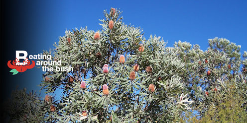 The Firewood Banksia Is Bursting With Beauty