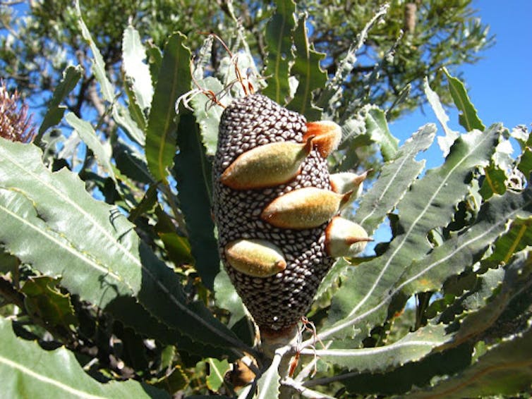 The firewood banksia is bursting with beauty