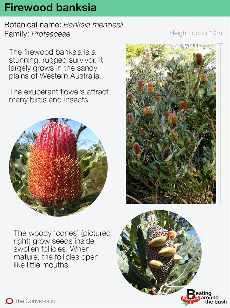 The firewood banksia is bursting with beauty