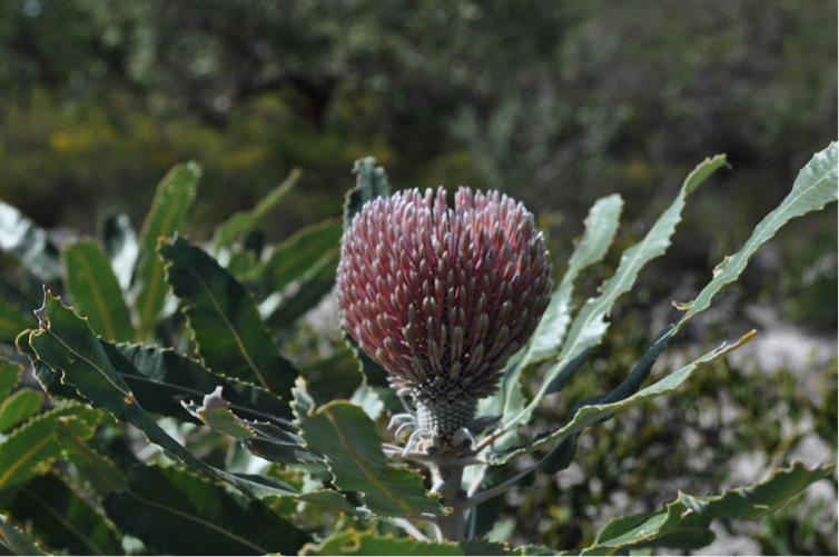 The firewood banksia is bursting with beauty
