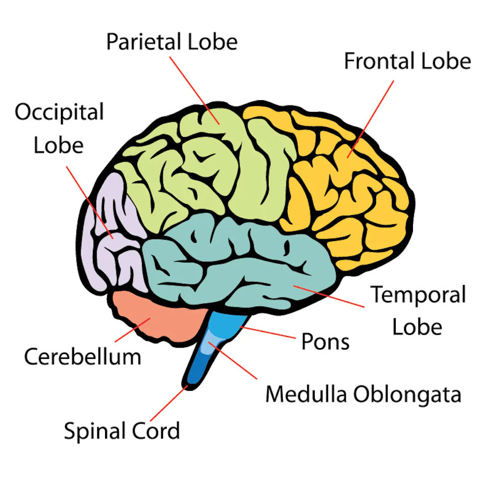 Brain Label Simple Brain Diagram Labeled For Kids