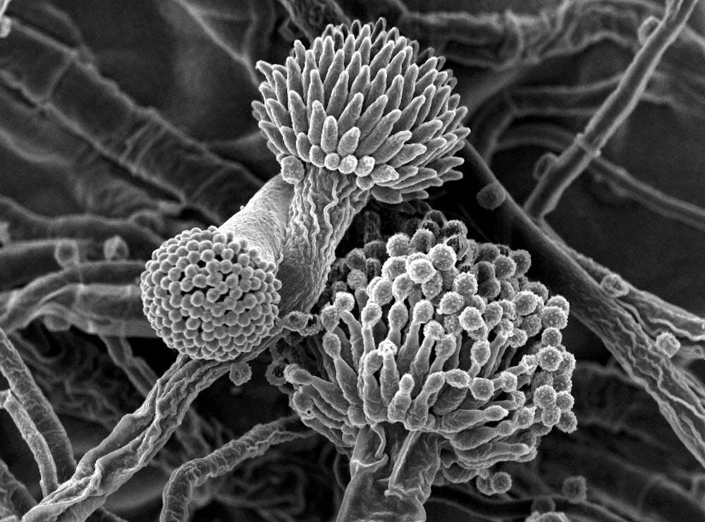 Brace Yourself Internet Cats And Dogs At Risk From New Fungus Brace Yourself Internet Cats And Dogs At Risk From New Fungus