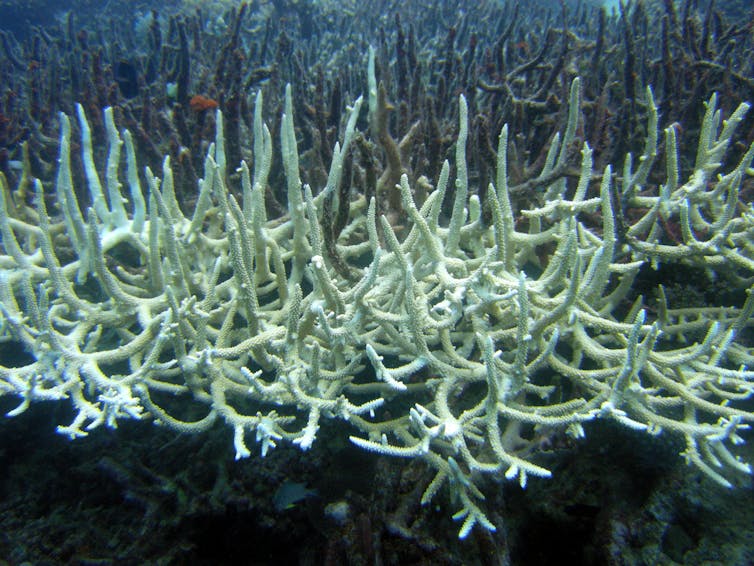 the rise in marine heatwaves is harming ocean species