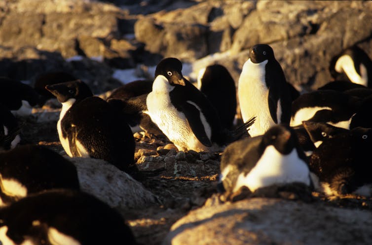 For the first time, we can measure the human footprint on Antarctica