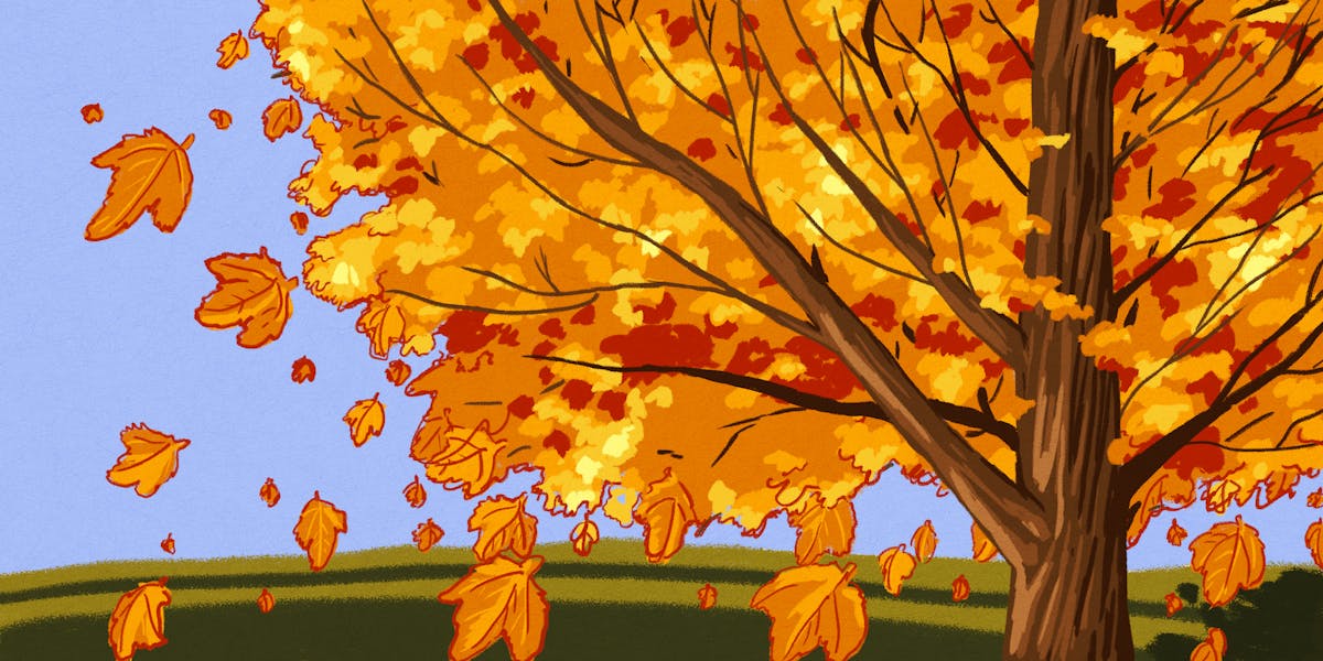 Download Curious Kids Why Do Leaves Fall Off Trees