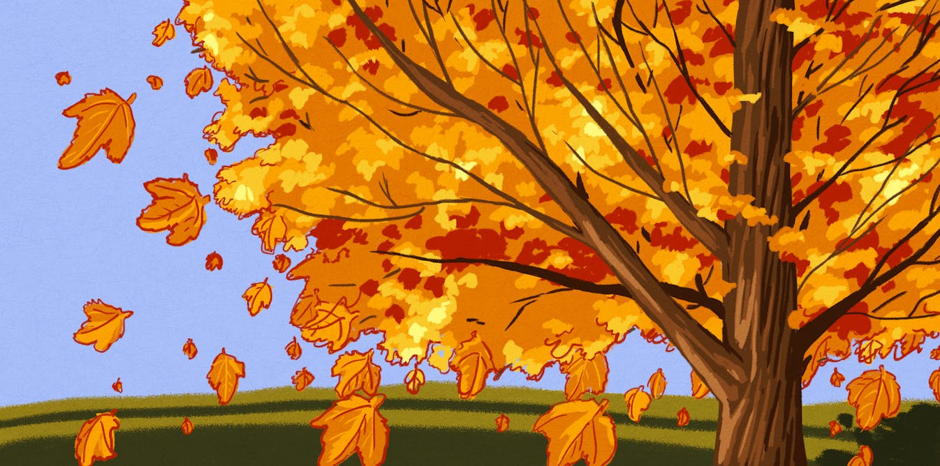 autumn leaves falling from trees