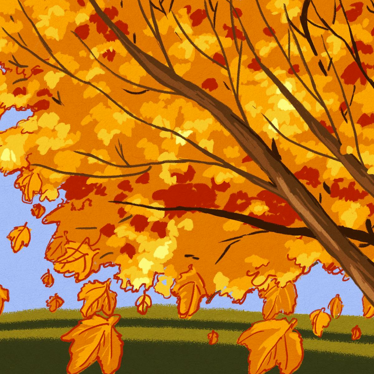 Curious Kids Why Do Leaves Fall Off Trees