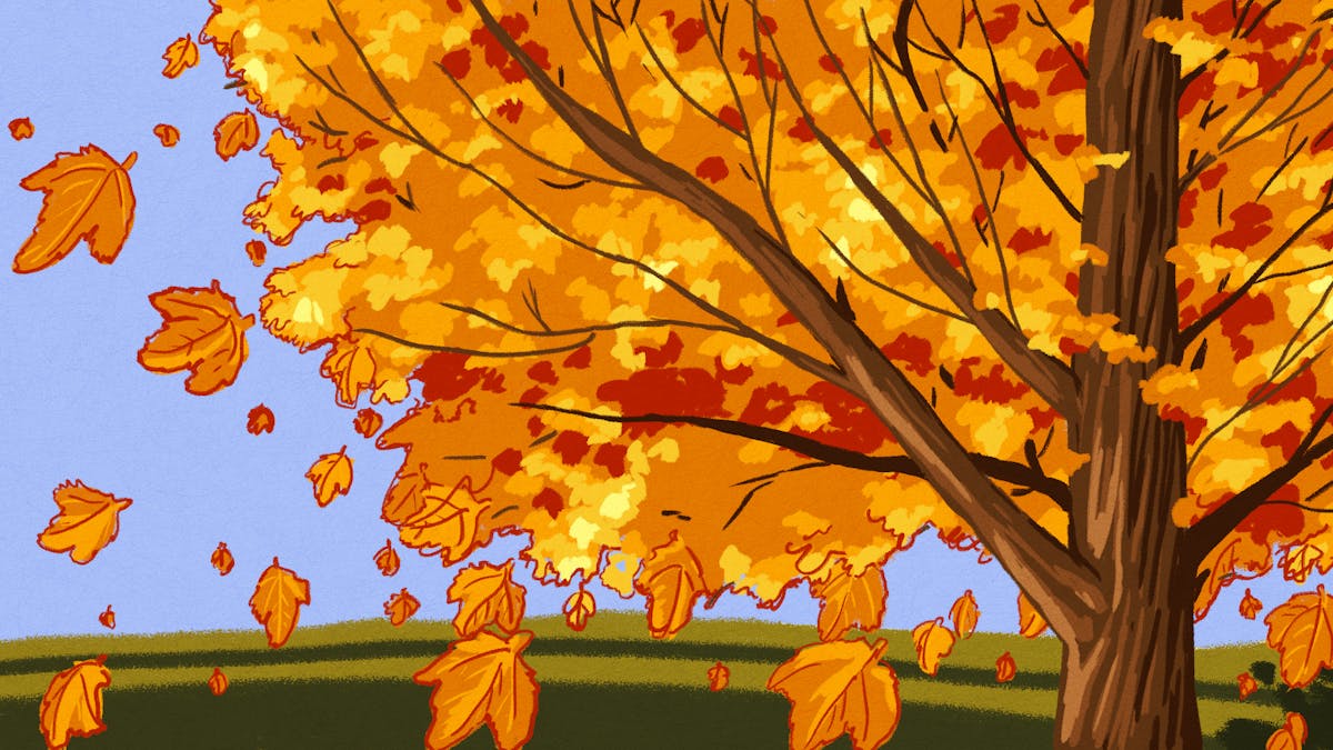 Curious Kids Why Do Leaves Fall Off Trees