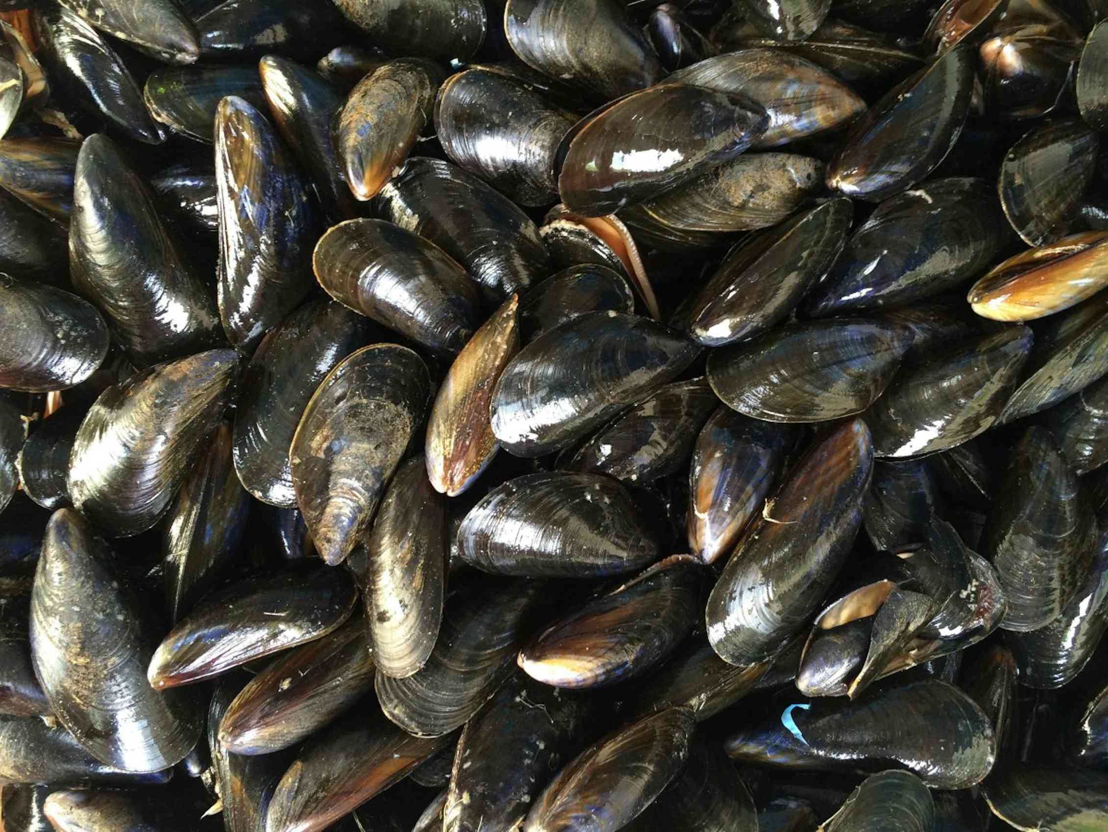 Shellfish allergies: can they be treated?