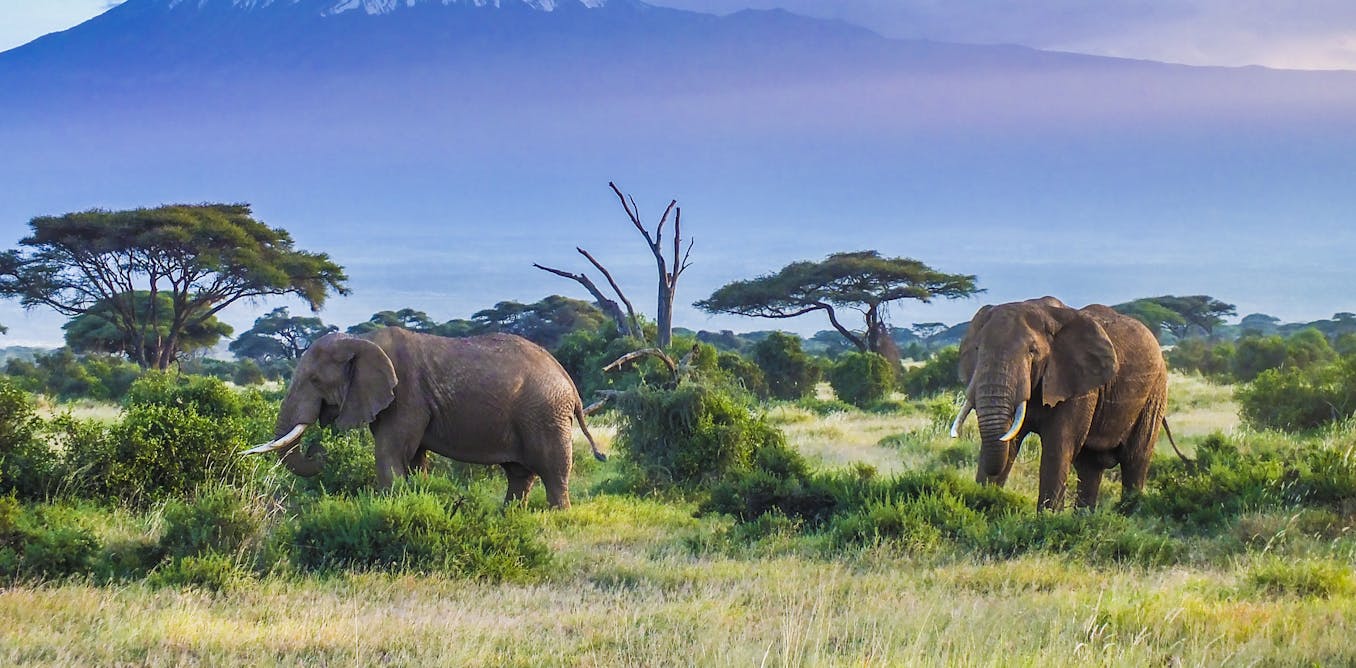 'Too many elephants' in Africa? Here's how peaceful coexistence with