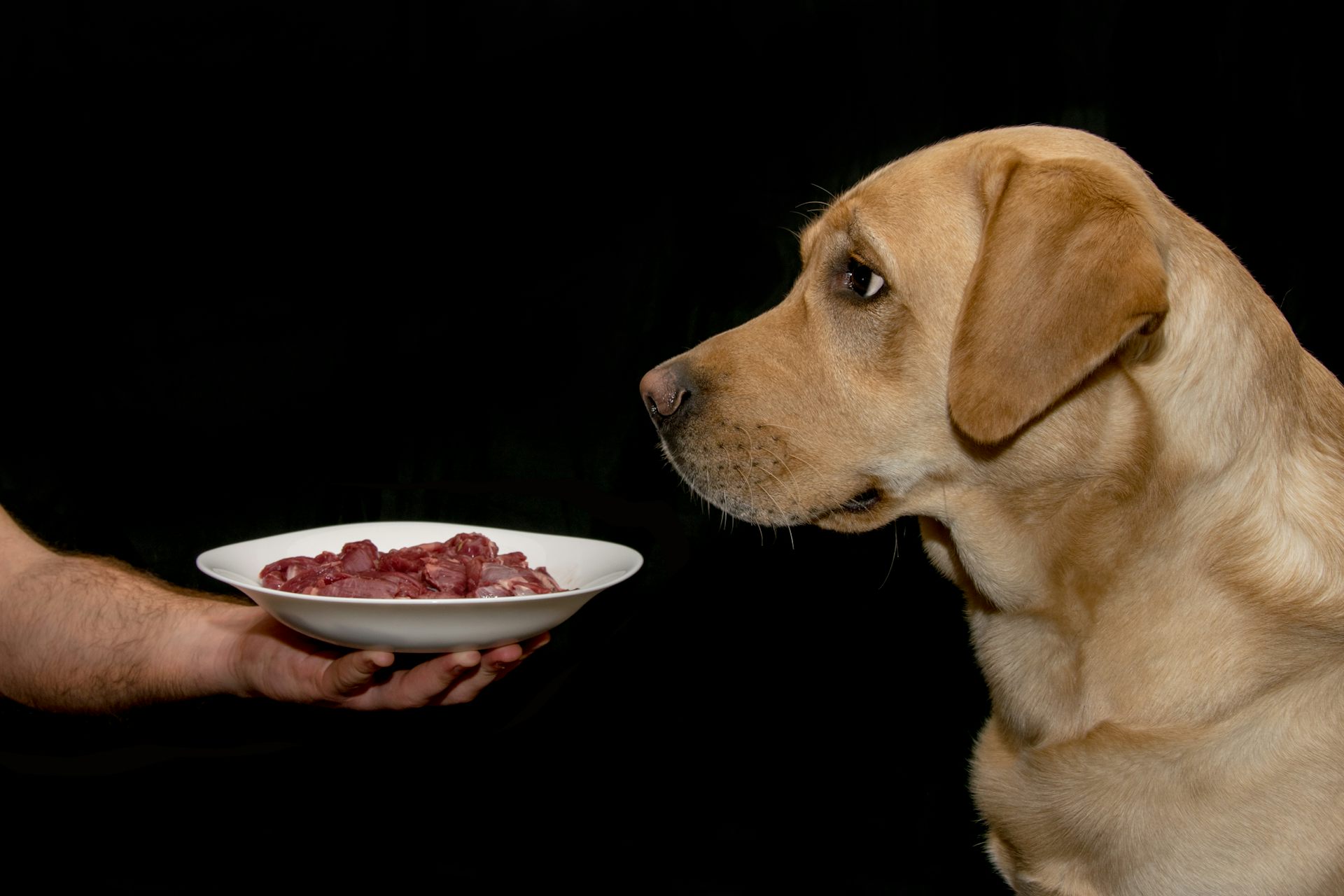 Raw meat pet food may not be good for your dog or your own health