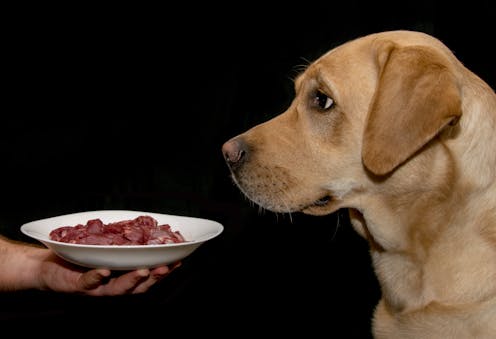 Raw meat pet food may not be good for your dog, or your ...