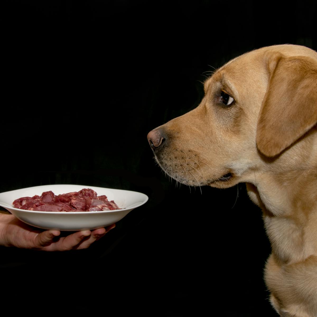 Можно собакам сырую рыбу. Собака кушает. Еда для собак. Корм для собак. Кормление собак.