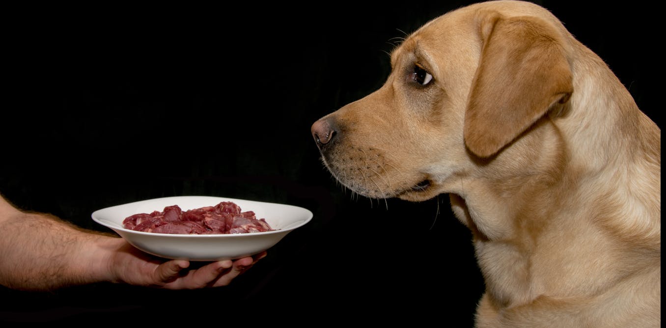 What your pet eat. Собака кушает. Еда для собак. Корм для собак. Кормление собак.