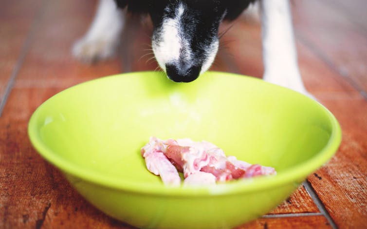 Raw meat pet food may not be good for your dog, or your own health