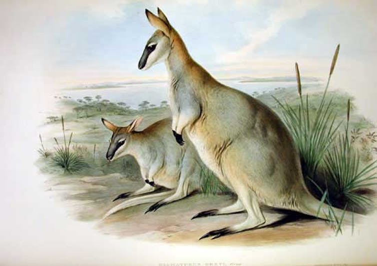 how to stop more Australian species going extinct