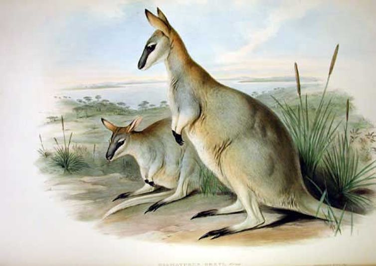 how to stop more Australian species going extinct
