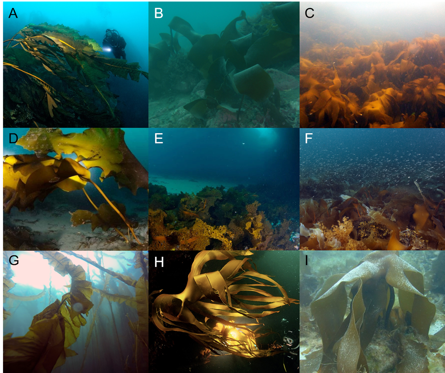 Photographs show examples of Arctic kelp forests: (A) Alaria esculenta in Greenland, (B) Laminaria solidungula in the Beaufort Sea, Alaska (Ken Dunton), (C) Laminaria hyperborea in Malangen fjord, Norway (Karen Filbee-Dexter), (D) Saccharina latissima on sediment in Russia, (E) Agarum clathratum and (F) mixed Saccharina latissima, S. longicruris, Alaria esculenta, Laminaria solidungula in Baffin Island, Canada (Frithjof Küpper), (G) Eularia fistulosa Aleutian Islands, Alaska (Pike Spector), (H) Laminaria hyperborea in Murmansk, Russia (Dalnie Zelentsy), (I) Laminaria digitata in Svalbard, Norway (Max Schwanitz). Karen Filbee-Dexter, Author provided Photographs show examples of Arctic kelp forests: (A) Alaria esculenta in Greenland, (B) Laminaria solidungula in the Beaufort Sea, Alaska (Ken Dunton), (C) Laminaria hyperborea in Malangen fjord, Norway (Karen Filbee-Dexter), (D) Saccharina latissima on sediment in Russia, (E) Agarum clathratum and (F) mixed Saccharina latissima, S. longicruris, Alaria esculenta, Laminaria solidungula in Baffin Island, Canada (Frithjof Küpper), (G) Eularia fistulosa Aleutian Islands, Alaska (Pike Spector), (H) Laminaria hyperborea in Murmansk, Russia (Dalnie Zelentsy), (I) Laminaria digitata in Svalbard, Norway (Max Schwanitz). Karen Filbee-Dexter, Author provided