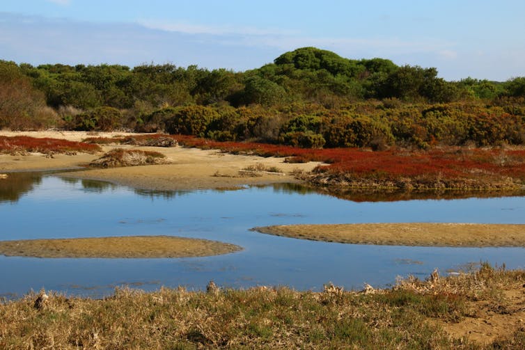 Rising seas allow coastal wetlands to store more carbon