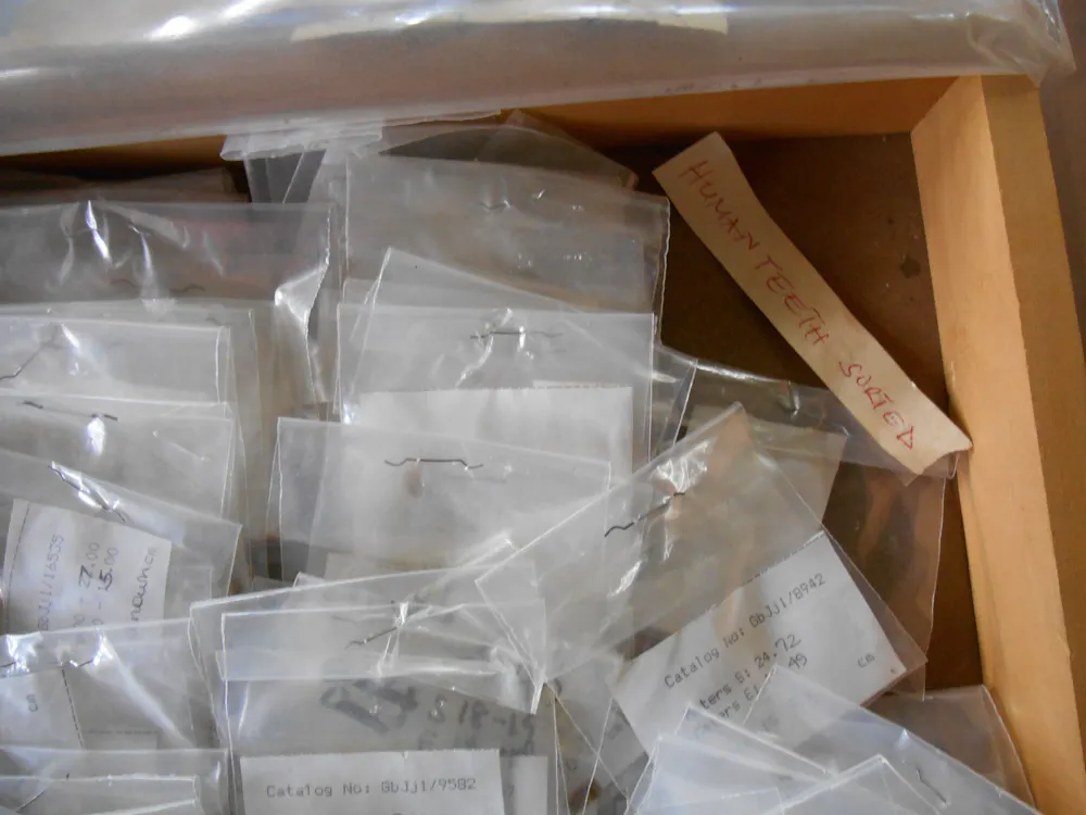 Ancient DNA is a powerful tool for studying the past – when ...