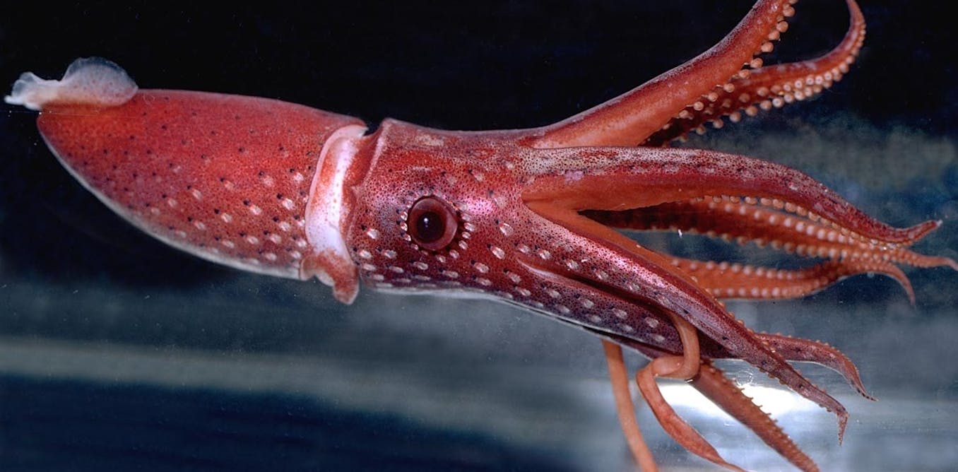 Включи навык кальмар. Головоногие моллюски кальмар. Octopoteuthis deletron. Кальмар осьминог каракатица. Кальмар Histioteuthis heteropsis.