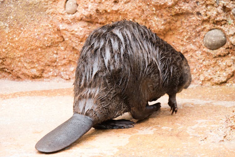 beaver anal secretion is used to make vanilla food